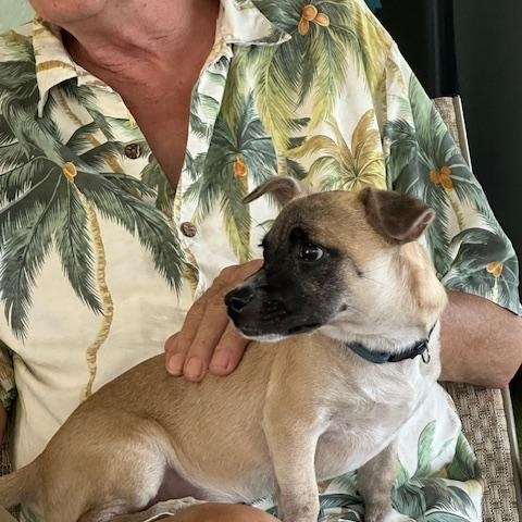 Duke, a Adoptable mixed breed in Bradenton, FL image 4/5