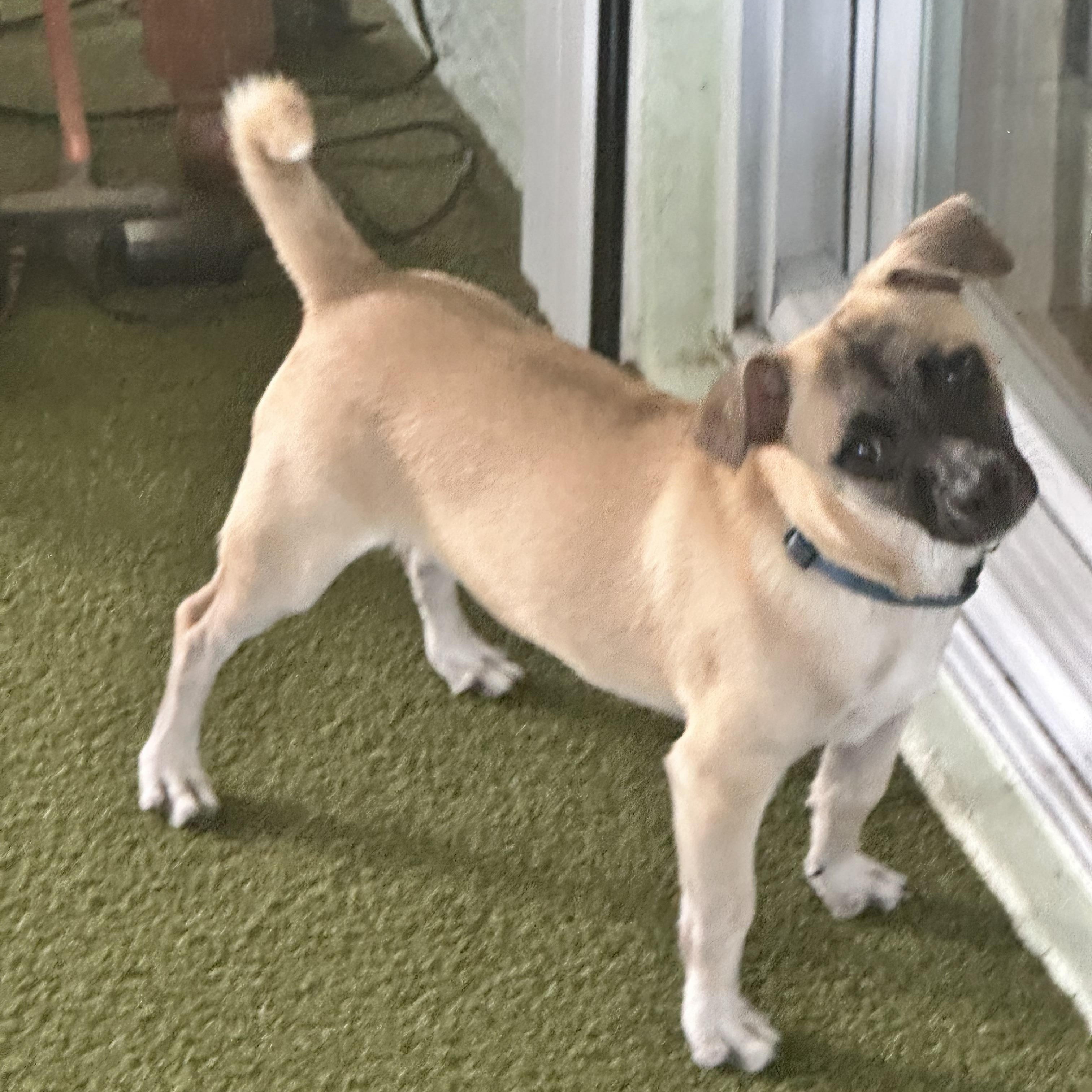 Duke, a Adoptable mixed breed in Bradenton, FL image 3/5