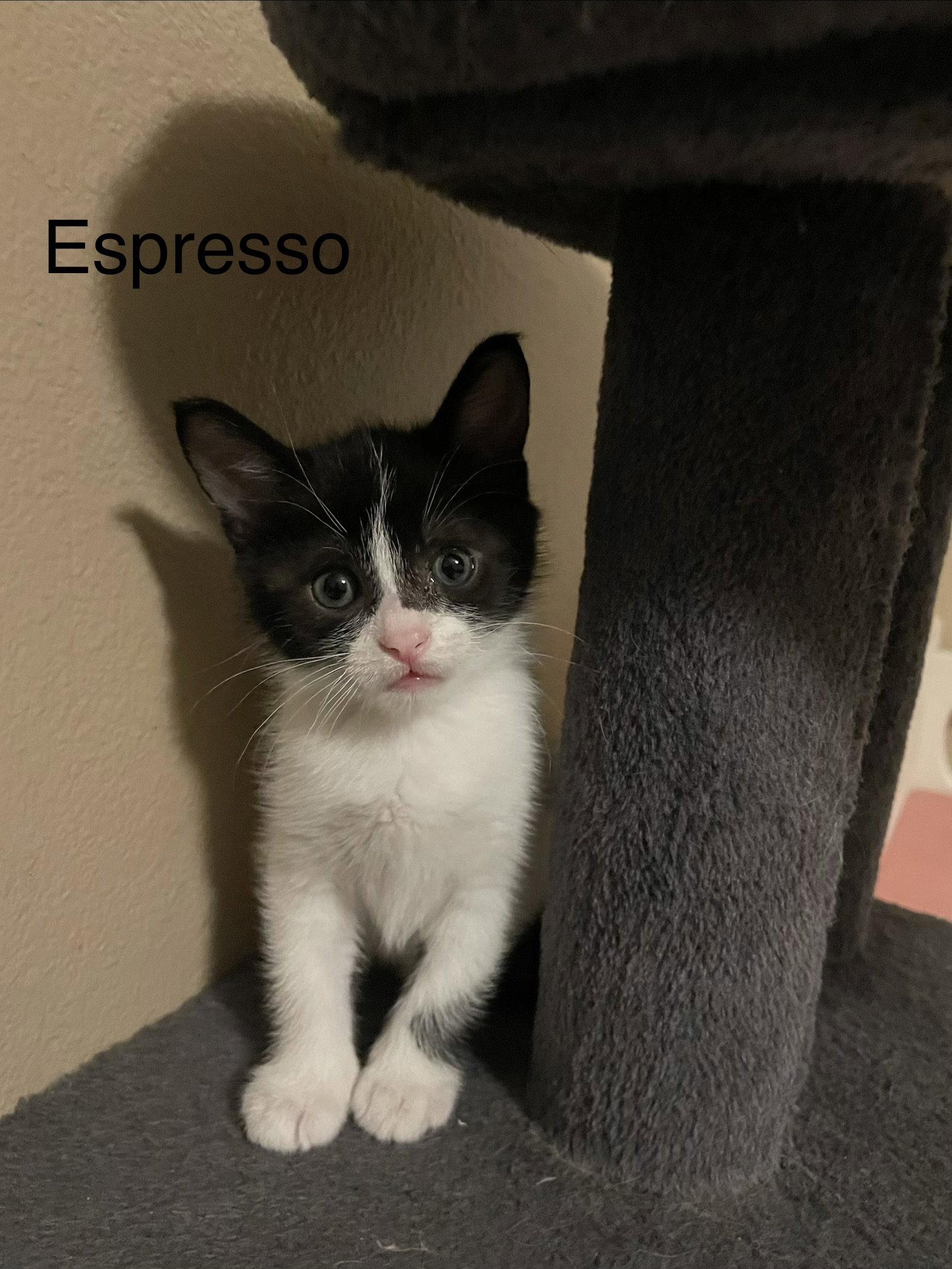 Enlarge Expresso, a Adoptable American Shorthair in Orlando, FL image 1/1