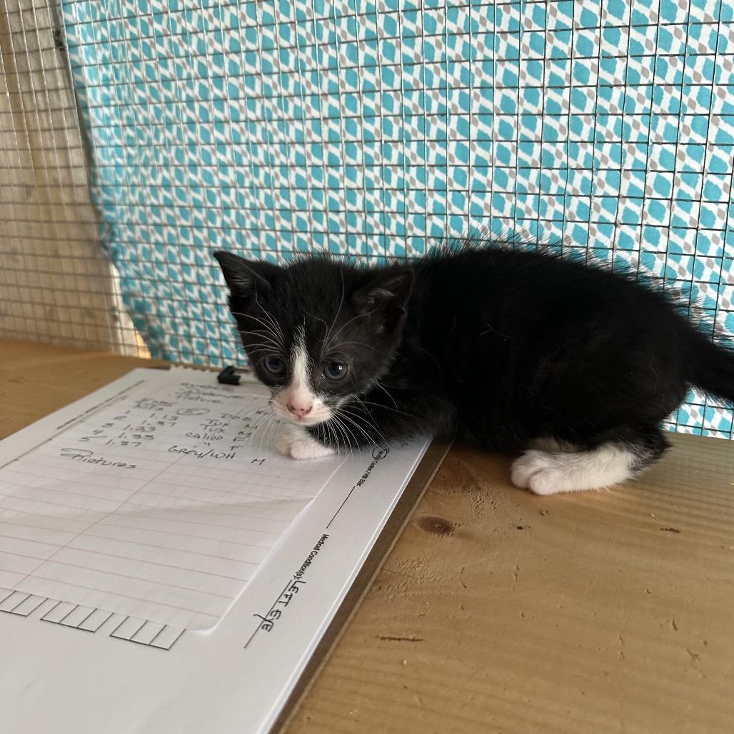 Abner, a Adoptable Domestic Medium Hair in Wappingers Falls, NY image 1/2