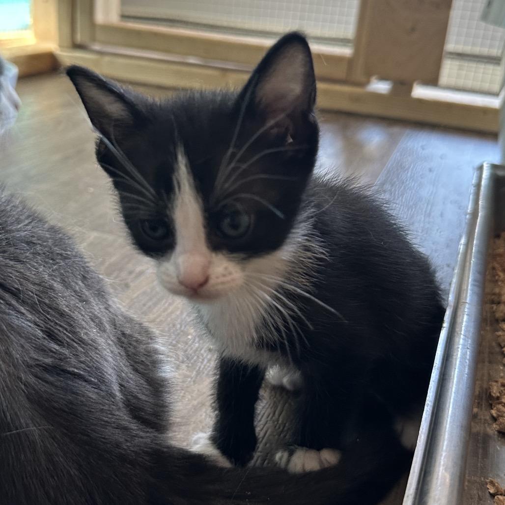 Abner, a Adoptable Domestic Medium Hair in Wappingers Falls, NY image 2/2