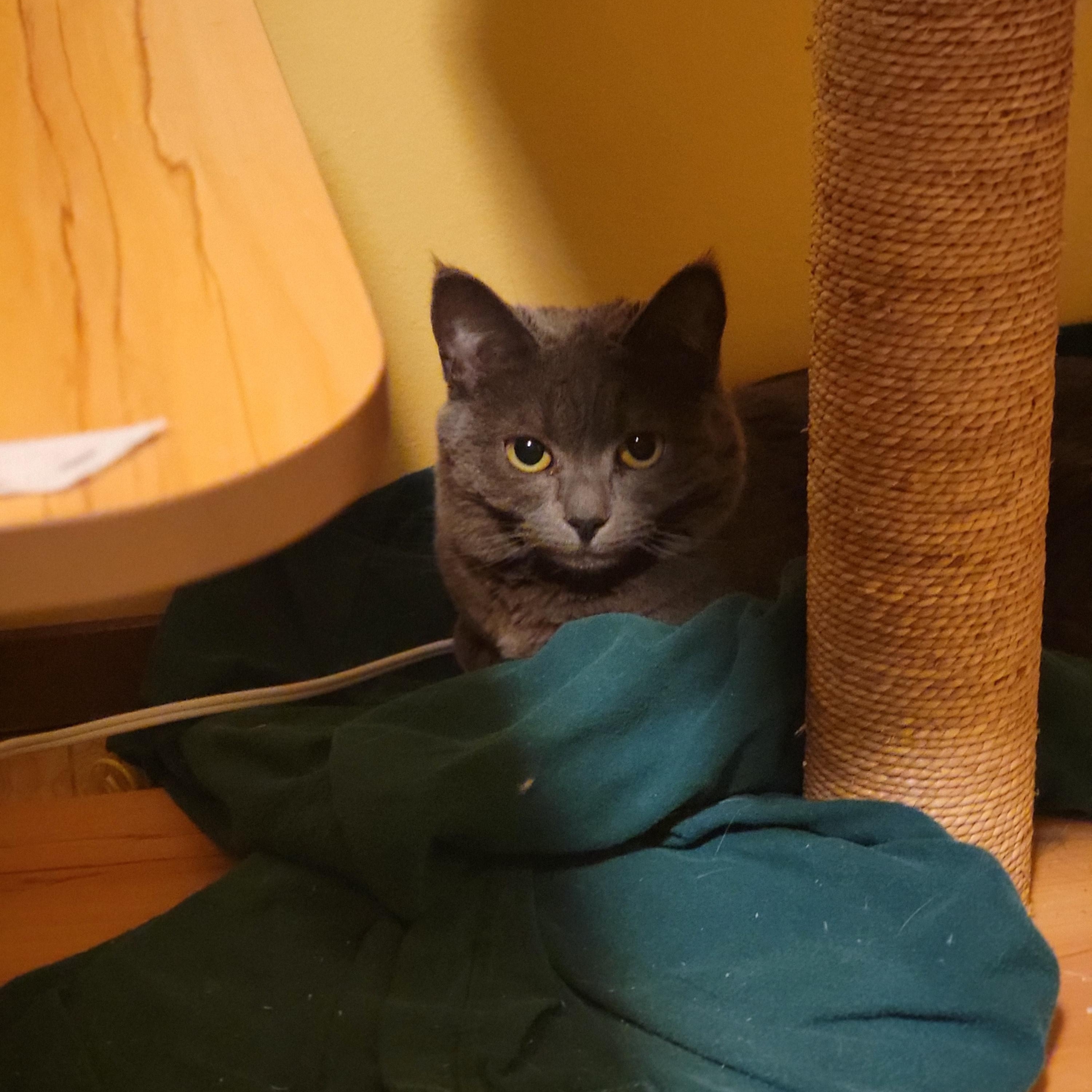 Enlarge Alex, a ADOPTABLE Russian Blue in Seattle, WA image 4/4