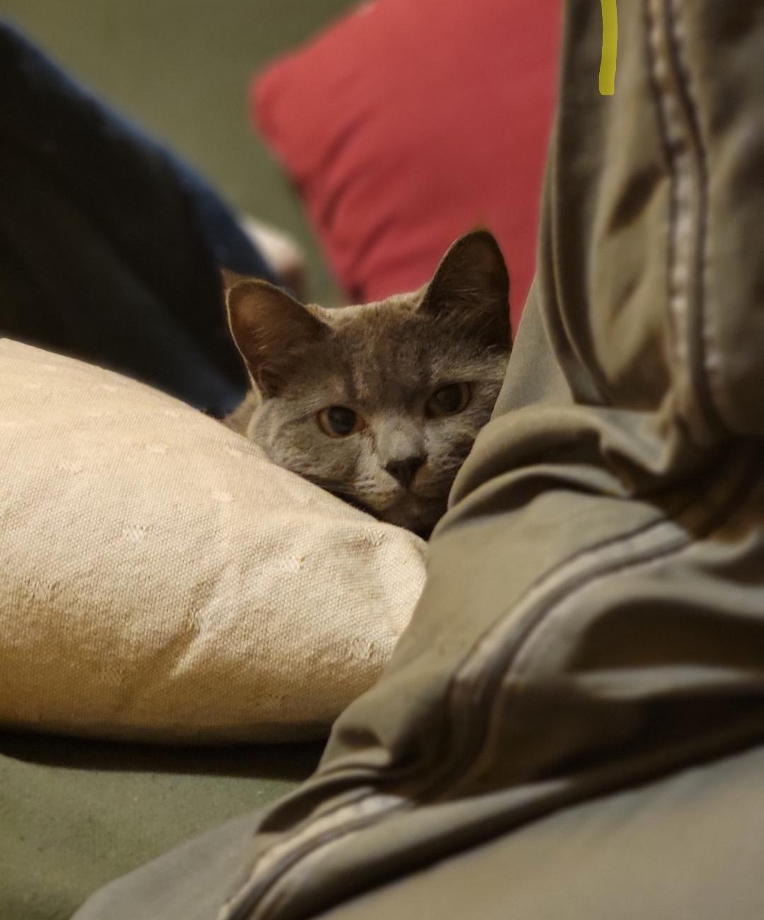 Enlarge Alex, a ADOPTABLE Russian Blue in Seattle, WA image 3/4