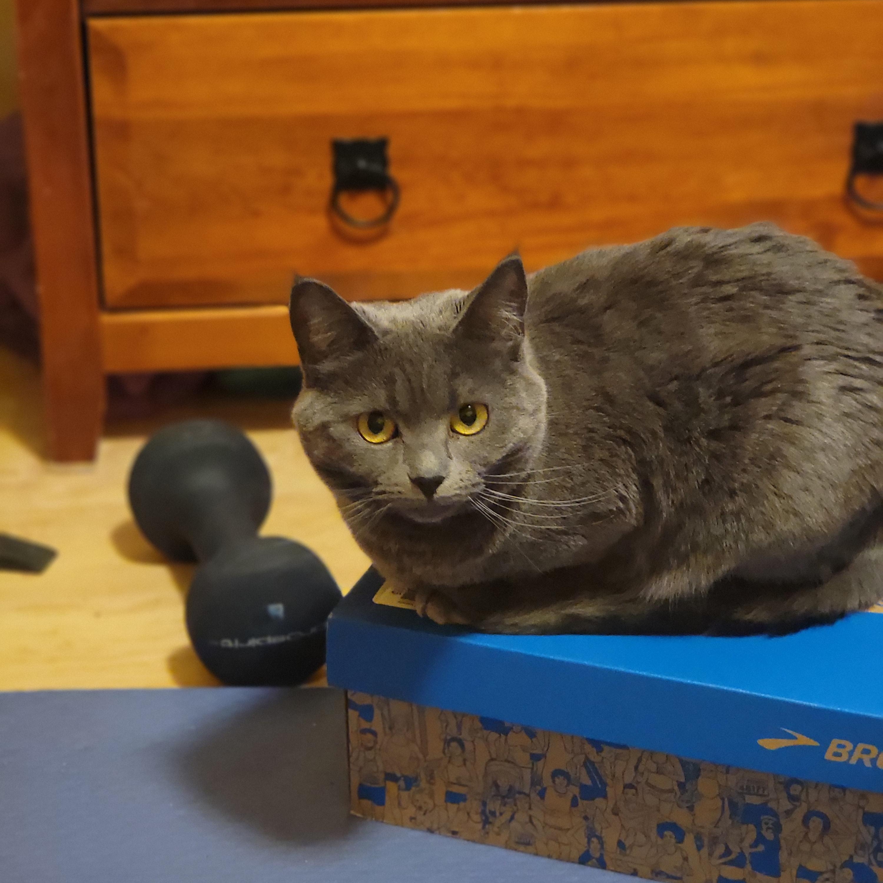 Enlarge Alex, a ADOPTABLE Russian Blue in Seattle, WA image 1/4