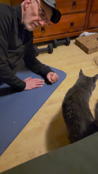 Enlarge Alex, a ADOPTABLE Russian Blue in Seattle, WA video 2/4