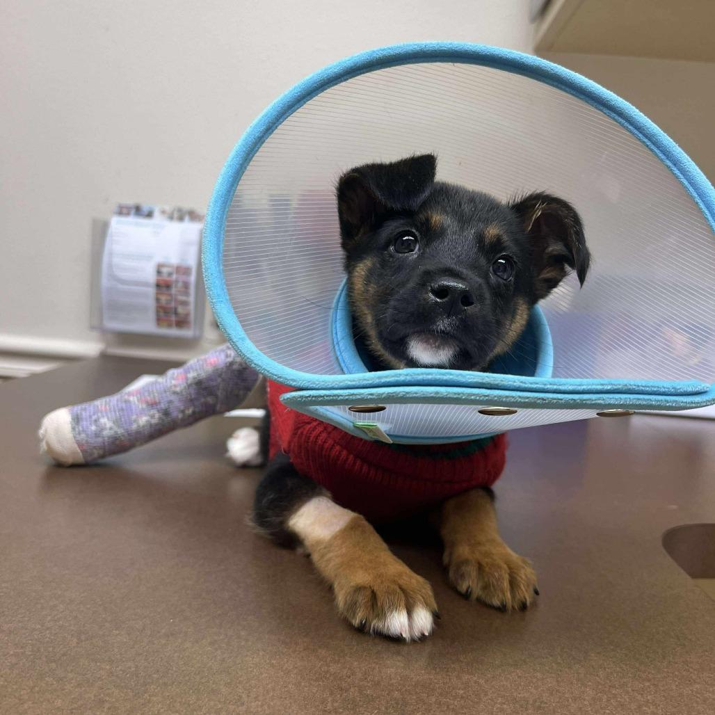 Fenrir, Adoptable, Puppy Male German Shepherd Dog & Cattle Dog.