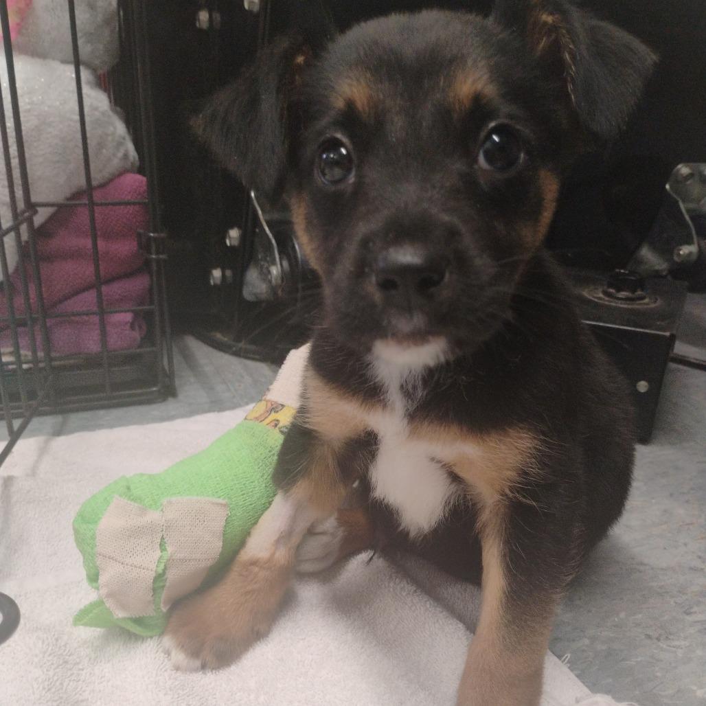 Enlarge Fenrir, a Adoptable mixed breed in Spring, TX image 2/6