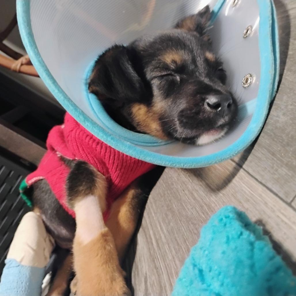 Enlarge Fenrir, a Adoptable mixed breed in Spring, TX image 3/6