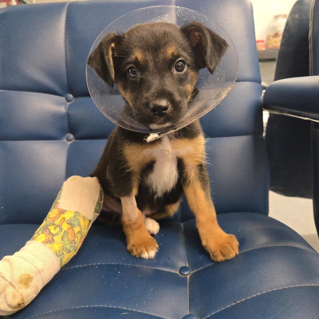 Enlarge Fenrir, a Adoptable mixed breed in Spring, TX image 5/6