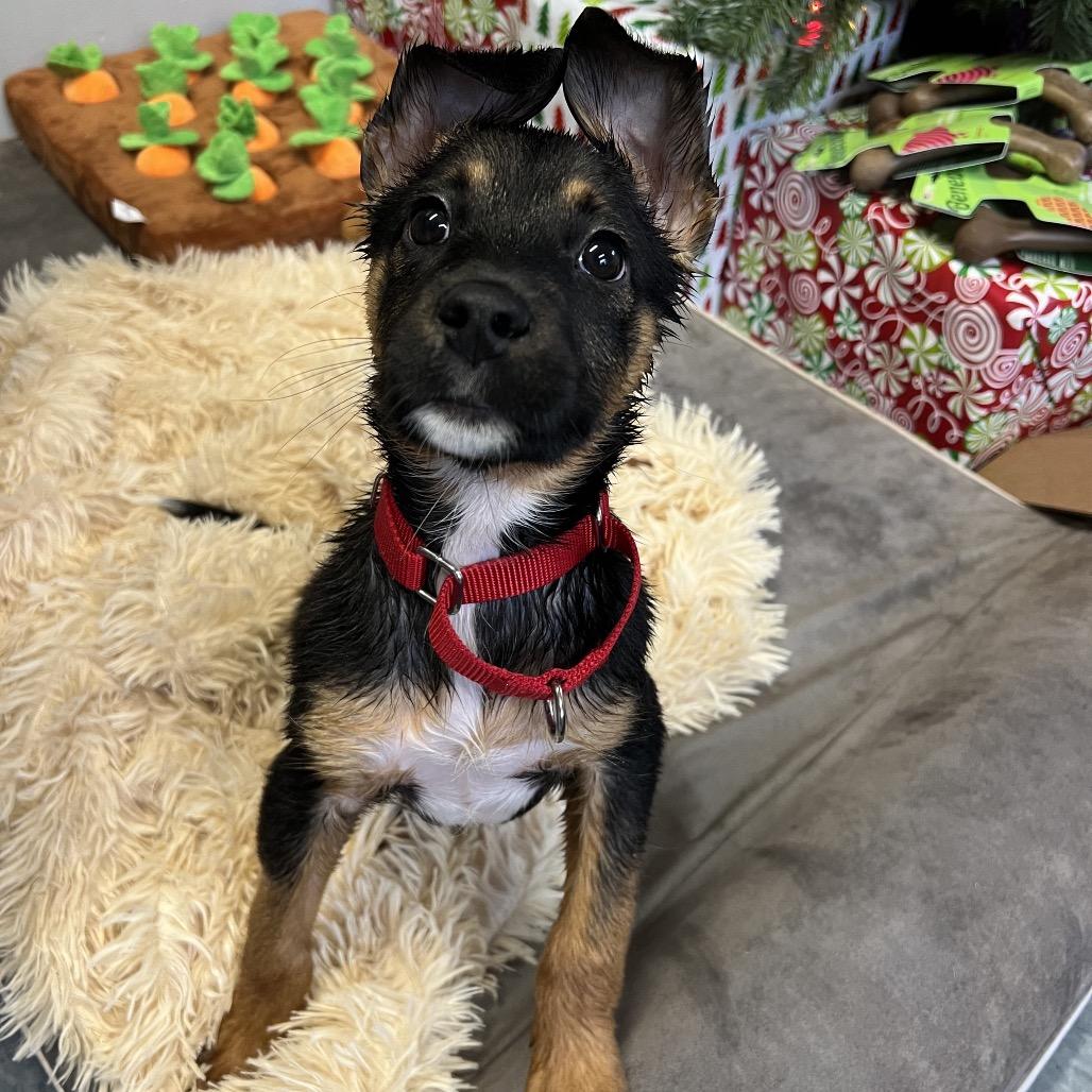 Fenrir, Adoptable, Puppy Male German Shepherd Dog & Cattle Dog.