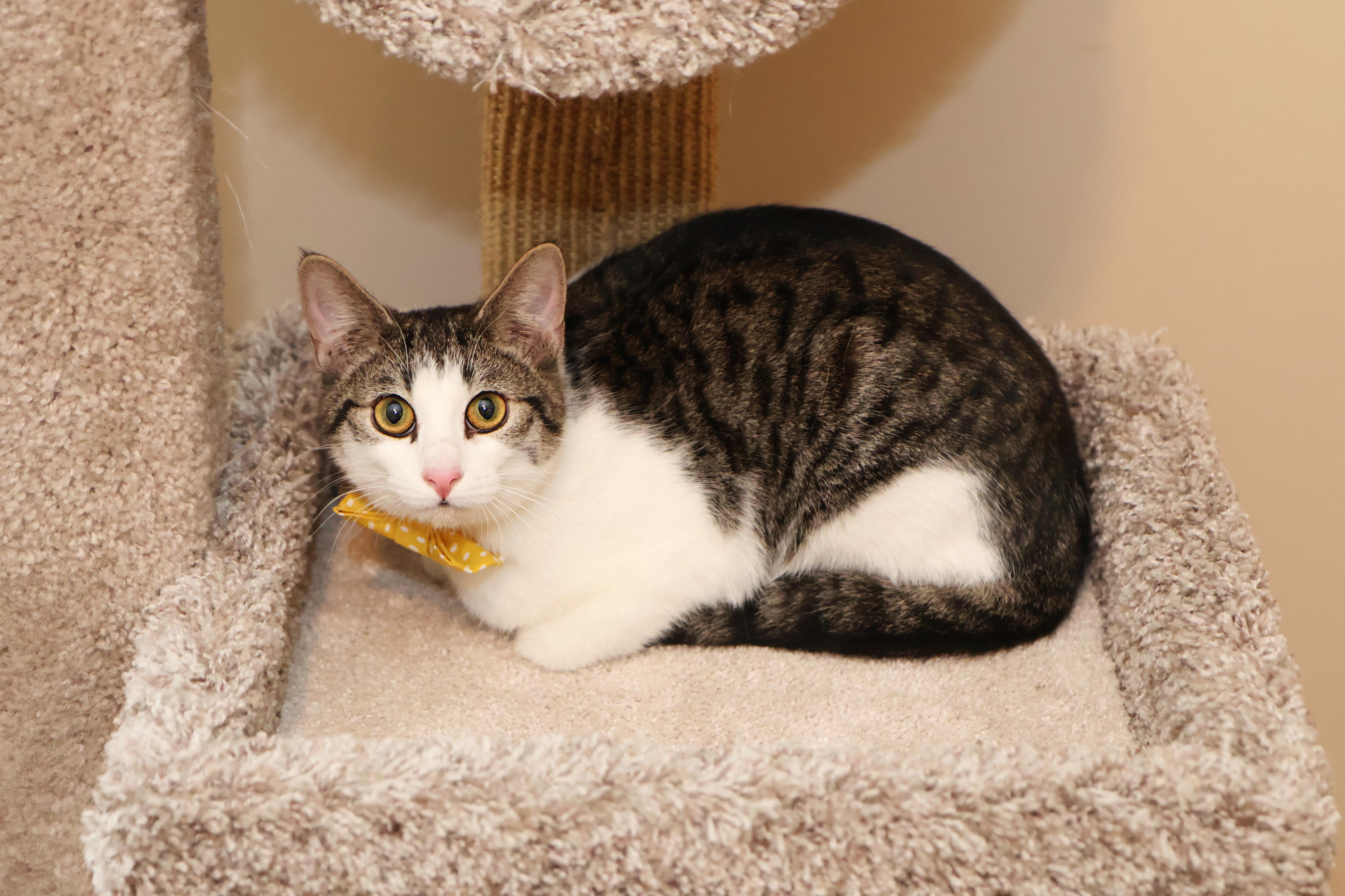 Enlarge Bobby, a Adoptable Tabby in Mission, KS image 1/2
