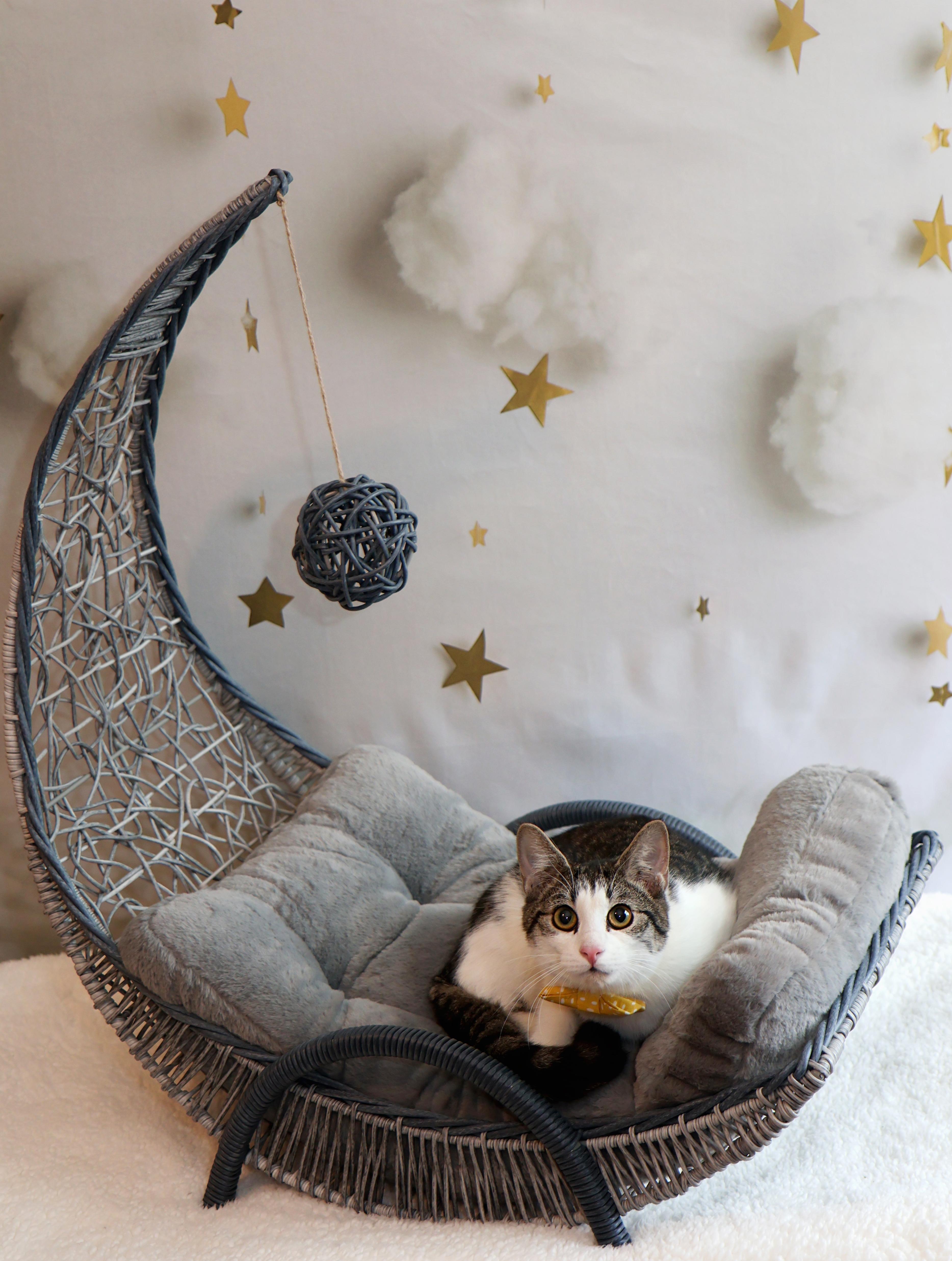 Enlarge Bobby, a Adoptable Tabby in Mission, KS image 2/2