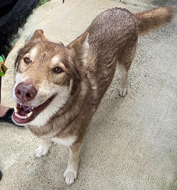 Enlarge Leonardo, a Adoptable mixed breed in Oceanside, CA image 1/1