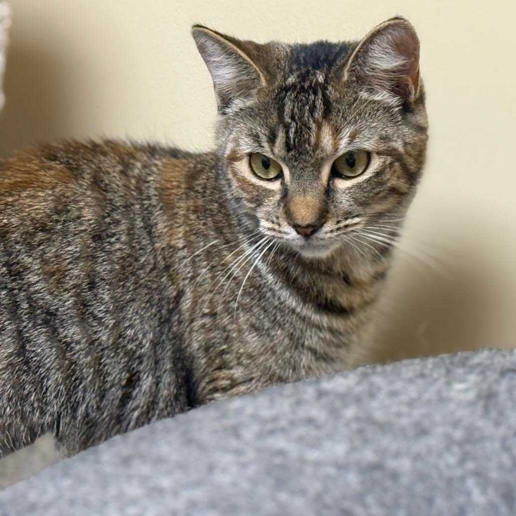 Oeana, a Adoptable Domestic Short Hair in Westport, CT image 1/4