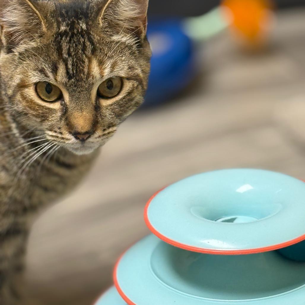 Oeana, a Adoptable Domestic Short Hair in Westport, CT image 2/4