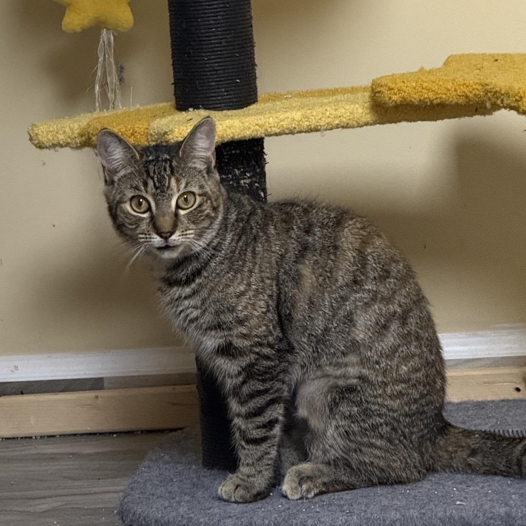 Oeana, a Adoptable Domestic Short Hair in Westport, CT image 3/4