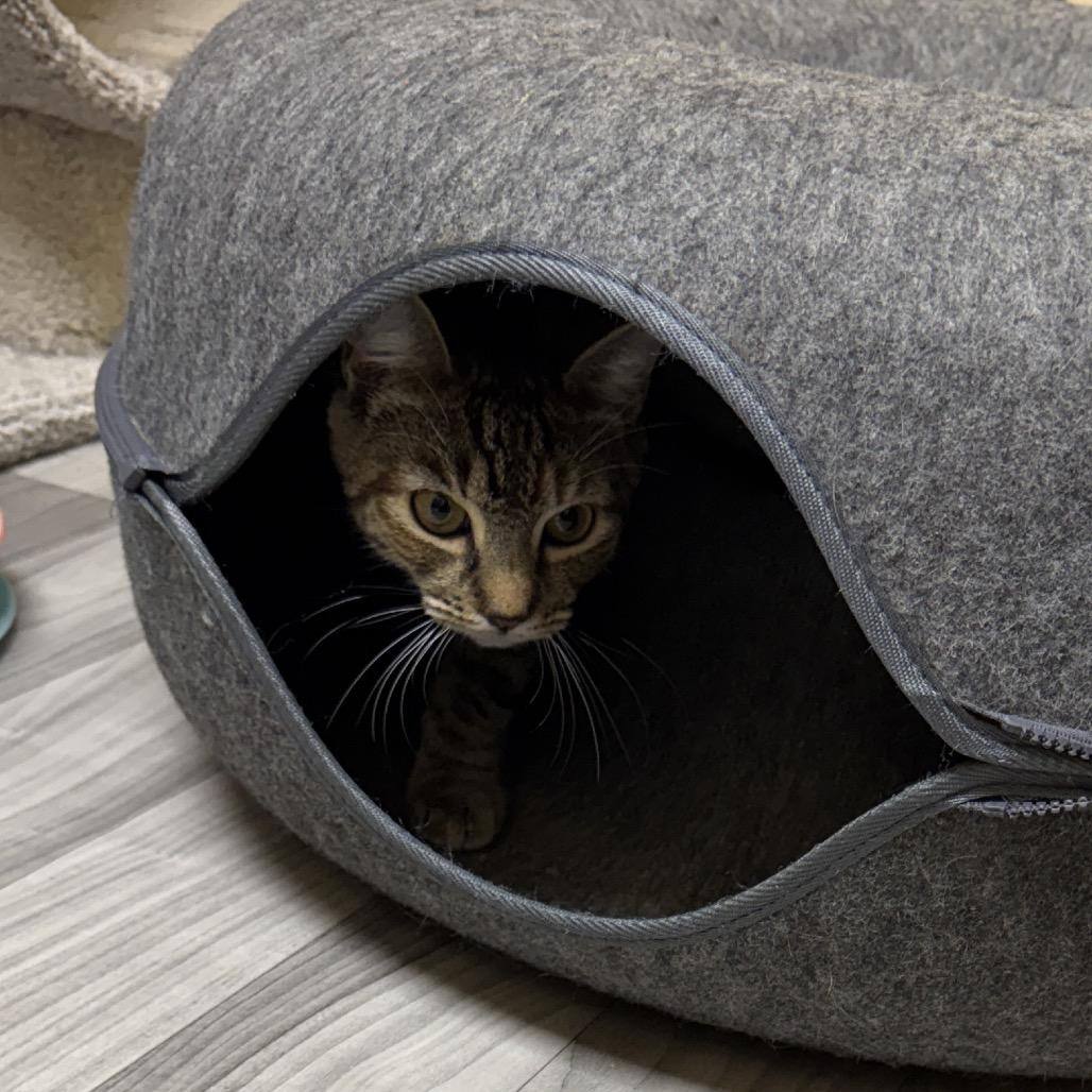 Oeana, a Adoptable Domestic Short Hair in Westport, CT image 4/4