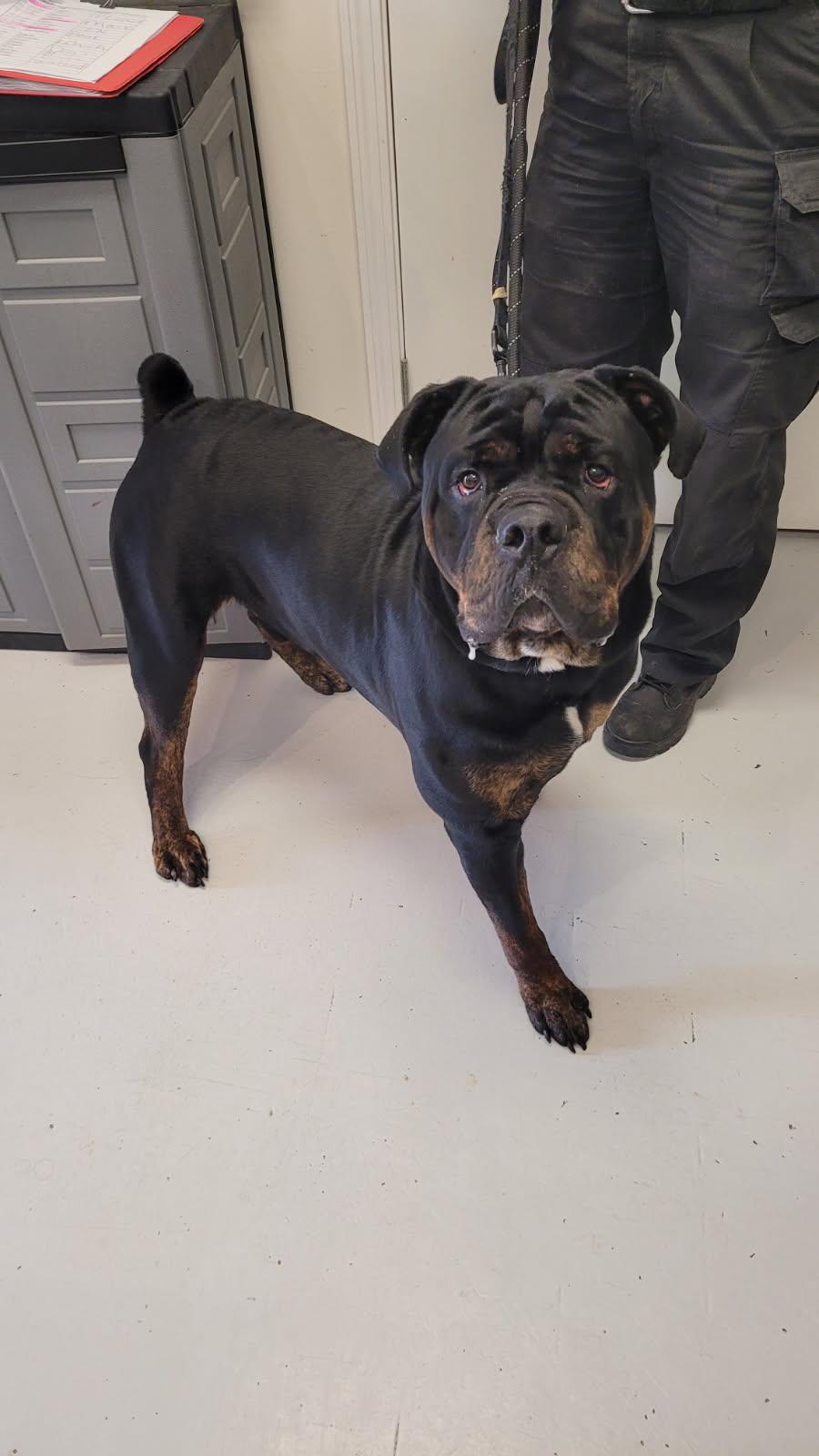 Obi, Adoptable, Adult Male Rottweiler.