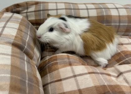 Enlarge Cosmo, a Adoptable Guinea Pig in Boulder, CO image 1/1