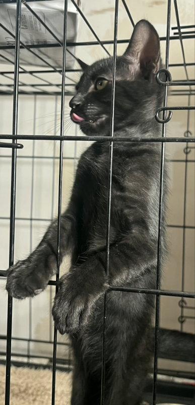 Enlarge Jody, a Adopted mixed breed in Pineville, LA image 1/3