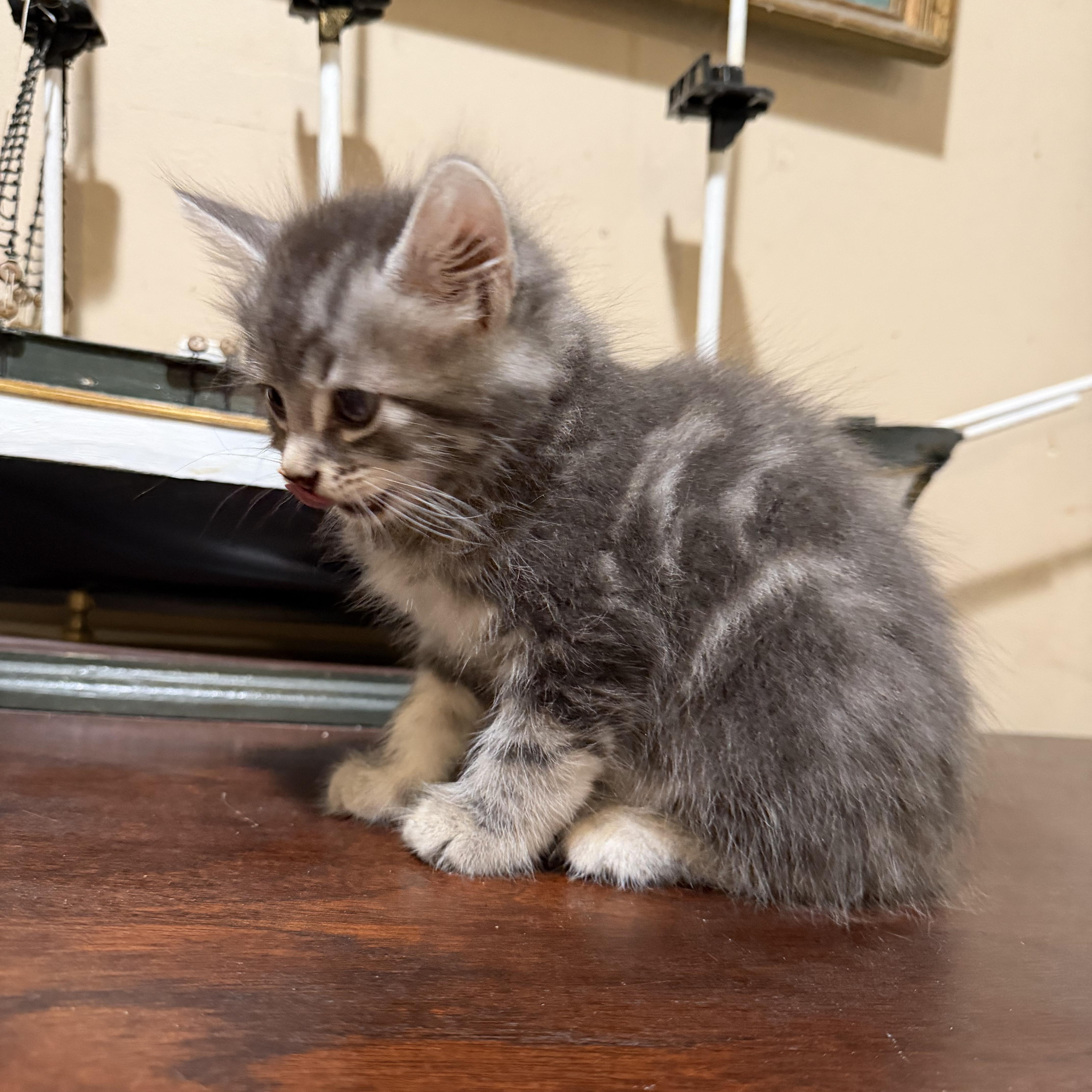 Enlarge Odysseus, a Adopted Domestic Medium Hair in Lindenhurst, NY image 3/4