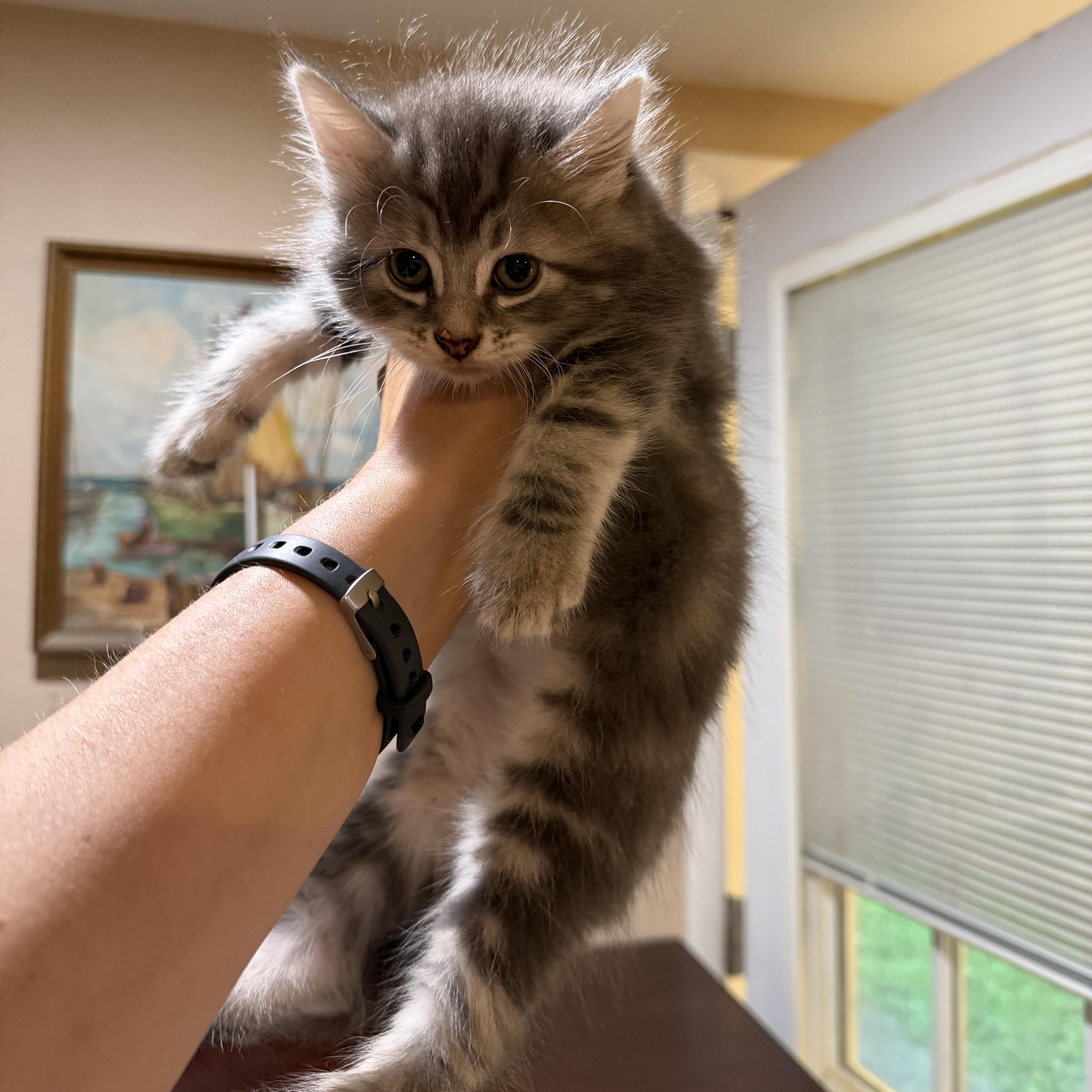 Enlarge Odysseus, a Adopted Domestic Medium Hair in Lindenhurst, NY image 1/4