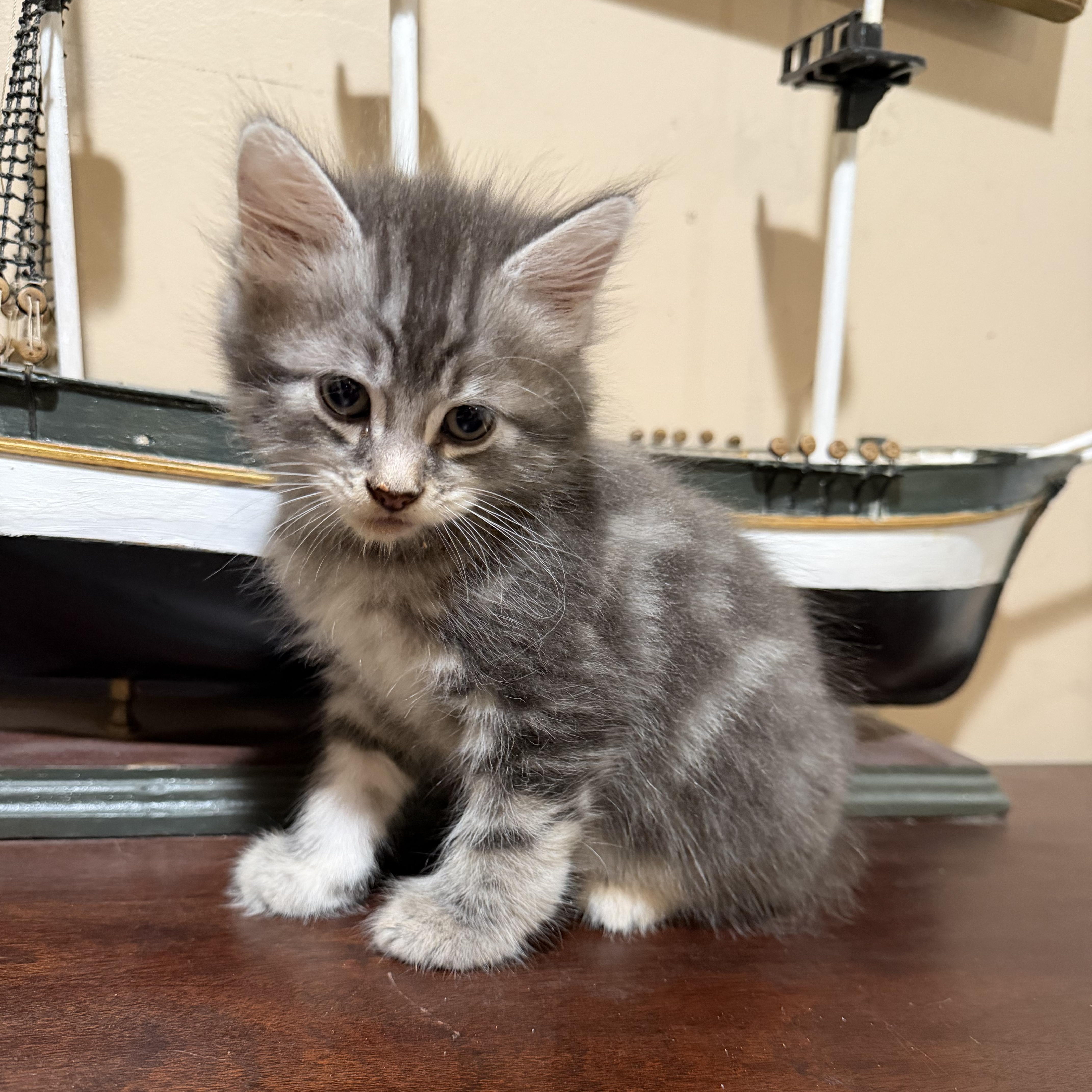 Enlarge Odysseus, a Adopted Domestic Medium Hair in Lindenhurst, NY image 4/4