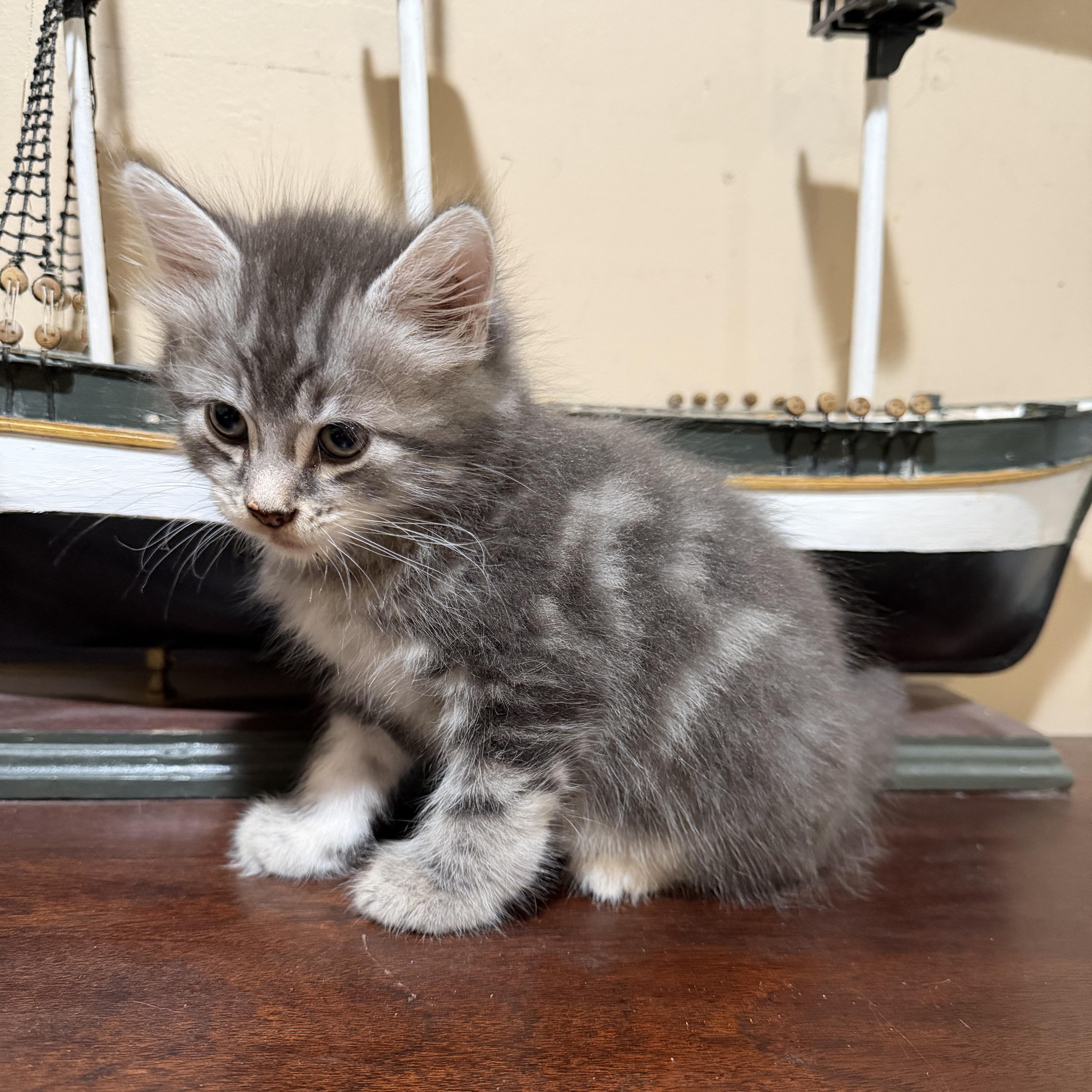 Enlarge Odysseus, a Adopted Domestic Medium Hair in Lindenhurst, NY image 2/4