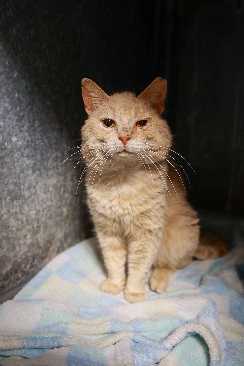Snoopy, ADOPTABLE, Young Male Domestic Short Hair.