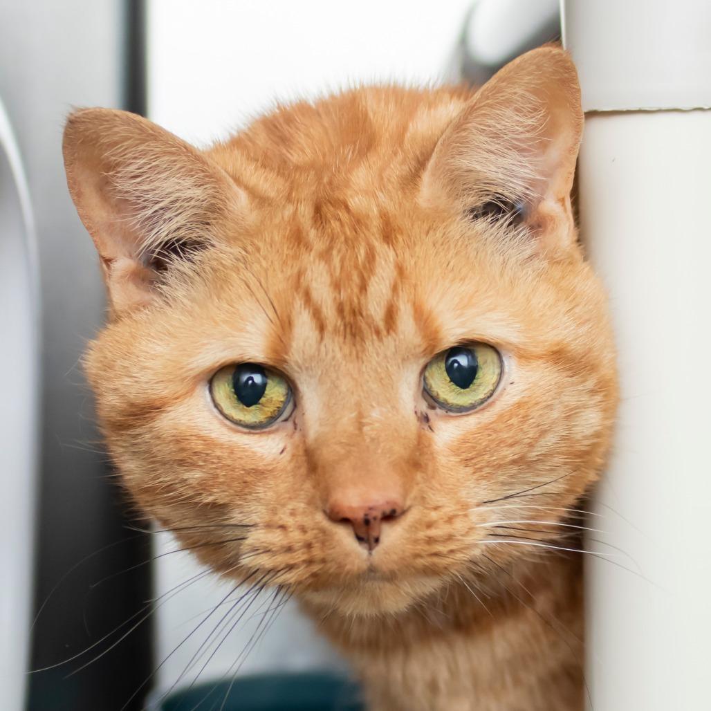 Enlarge Kiara, a Adoptable Domestic Short Hair in Middletown, RI image 1/1