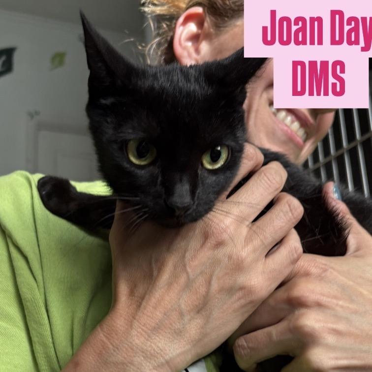 Joan Day, Adoptable, Adult Female Domestic Short Hair.