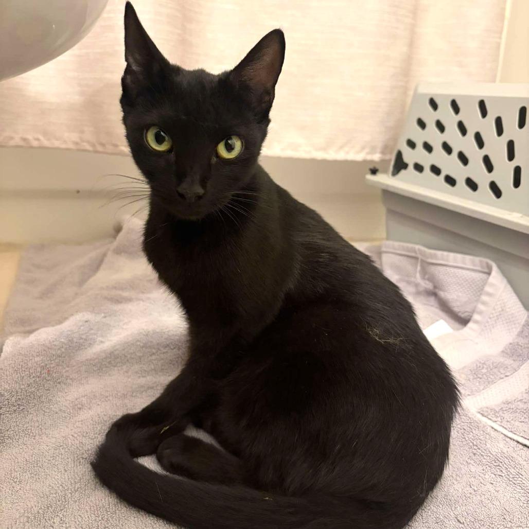 Joan Day, a Adoptable Domestic Short Hair in Tampa, FL image 2/6