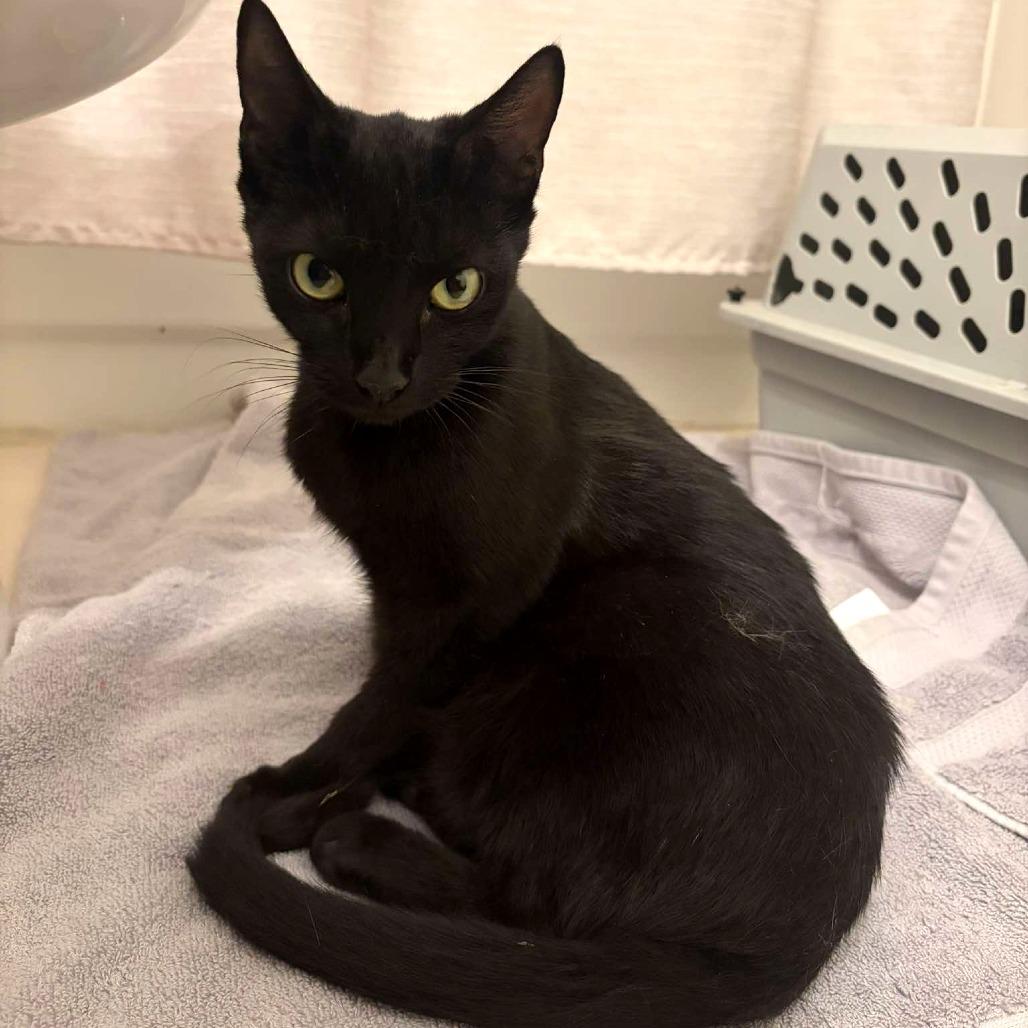 Joan Day, a Adoptable Domestic Short Hair in Tampa, FL image 3/6