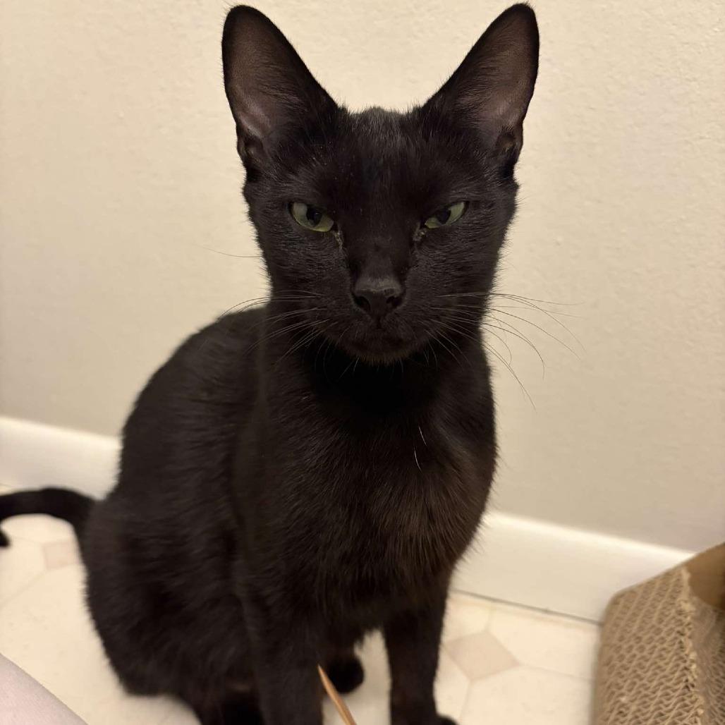 Joan Day, a Adoptable Domestic Short Hair in Tampa, FL image 4/6