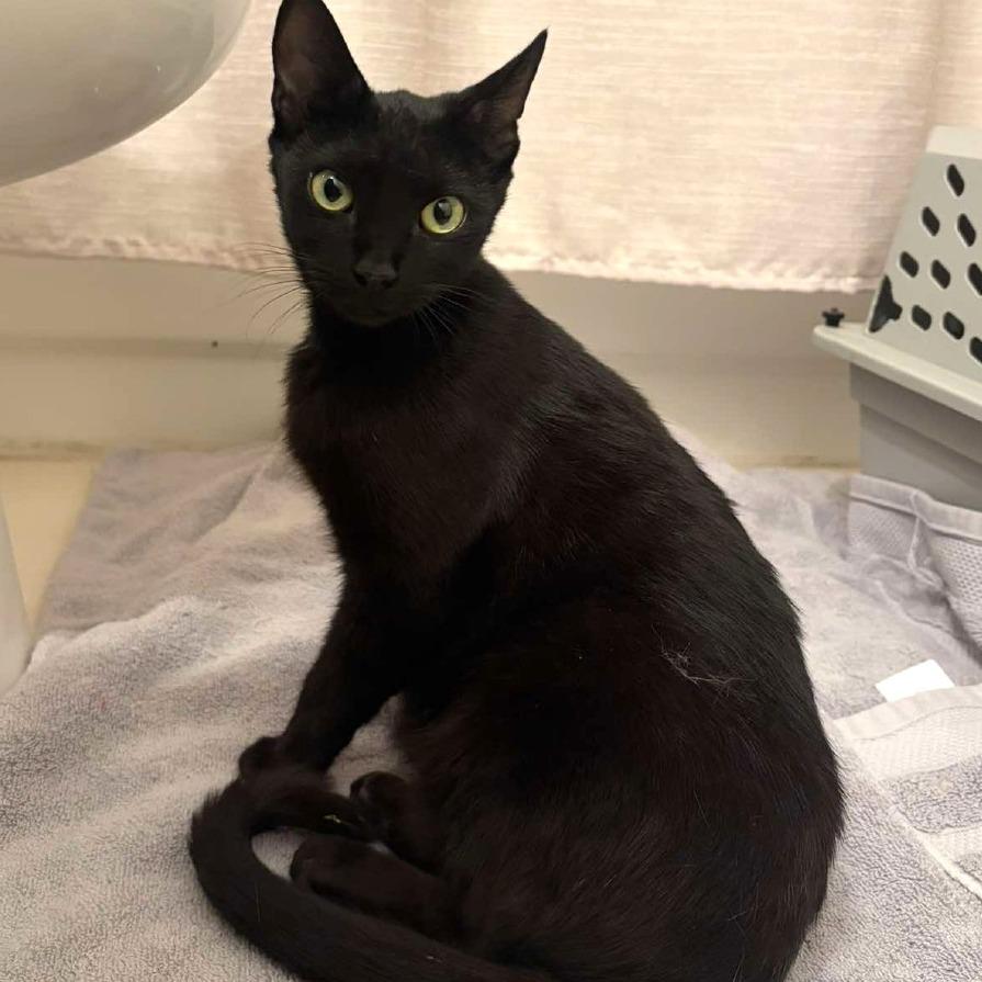 Joan Day, a Adoptable Domestic Short Hair in Tampa, FL image 5/6