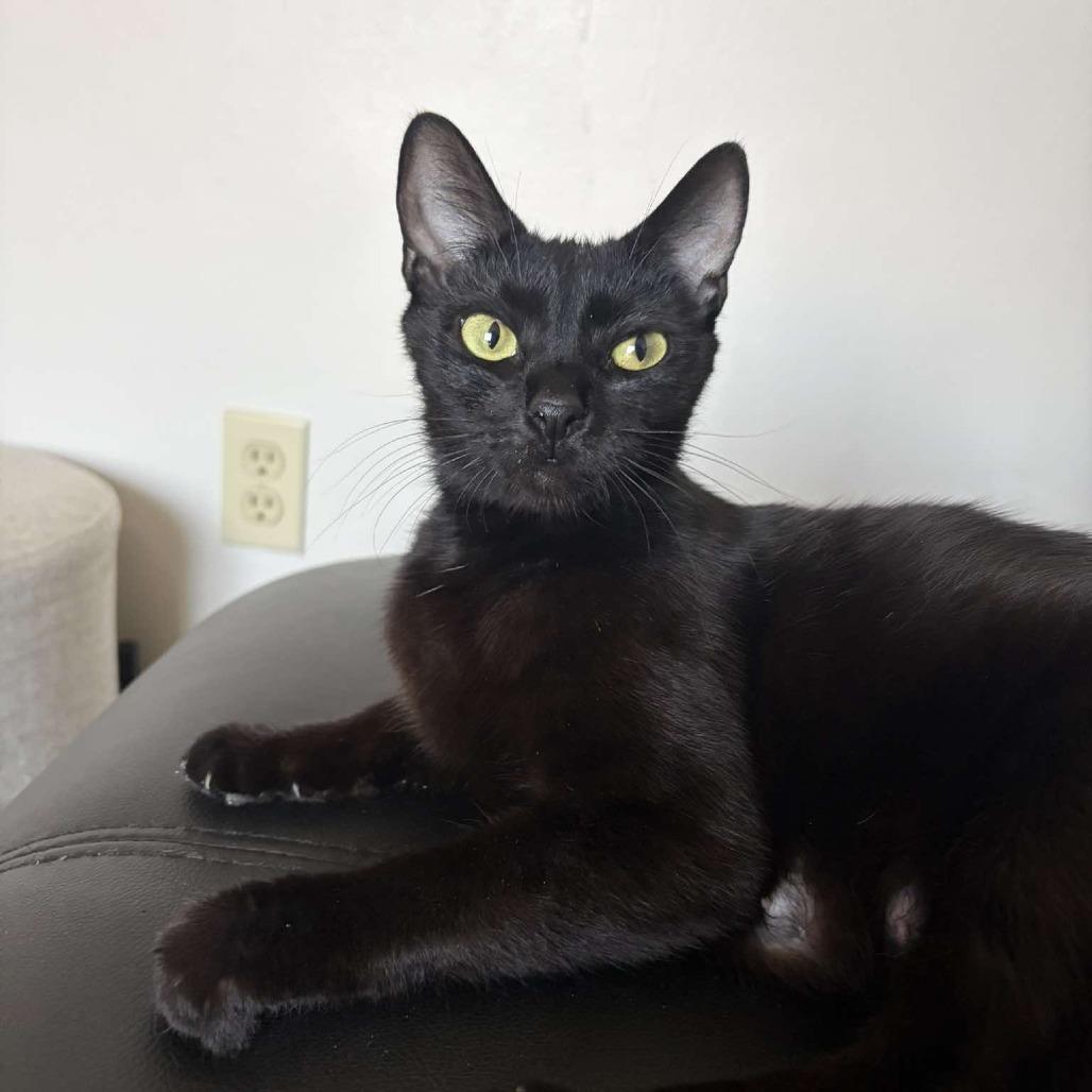 Joan Day, a Adoptable Domestic Short Hair in Tampa, FL image 6/6