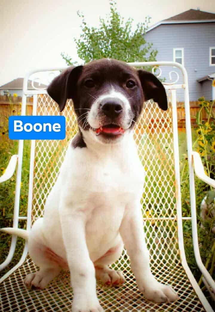 Boone H, adopted, Puppy Male Pit Bull Terrier.