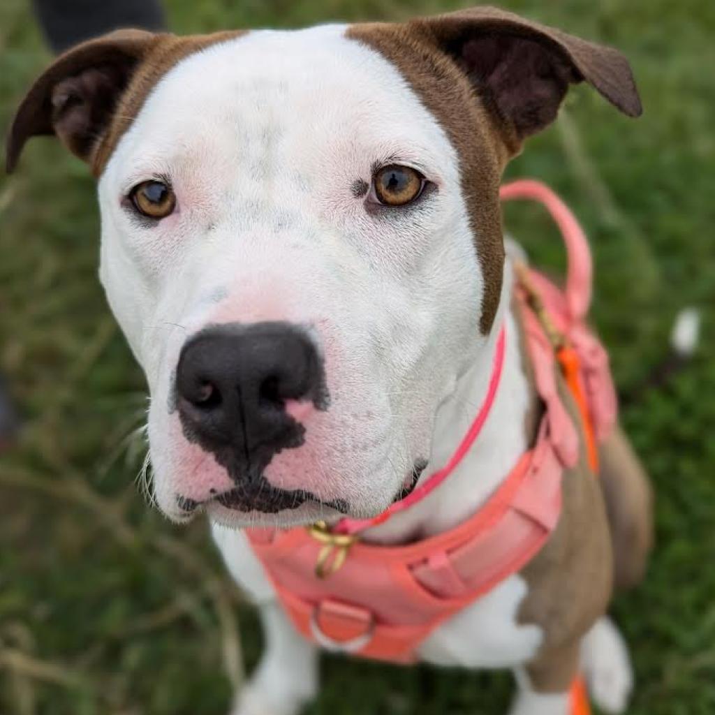 Rose, Adoptable, Adult Female Pit Bull Terrier.