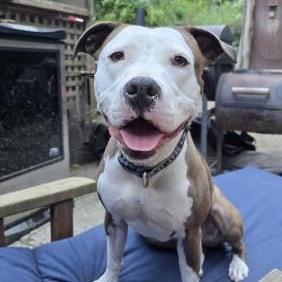 Enlarge Rose, a Adoptable Pit Bull Terrier in Bellingham, WA image 2/6