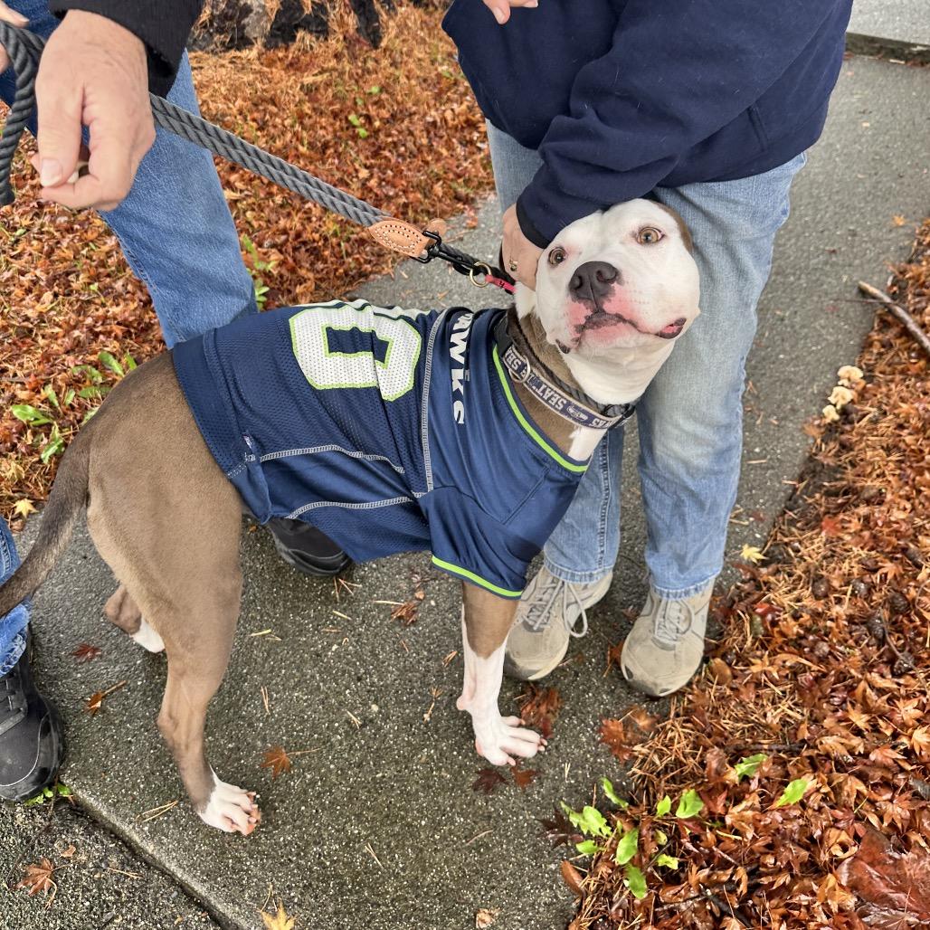 Enlarge Rose, a Adoptable Pit Bull Terrier in Bellingham, WA image 3/6