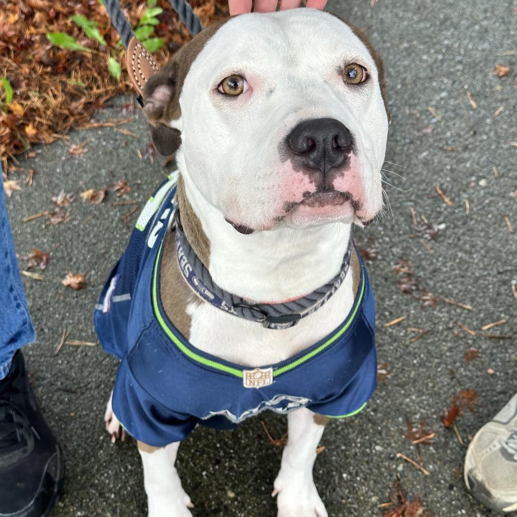 Enlarge Rose, a Adoptable Pit Bull Terrier in Bellingham, WA image 4/6