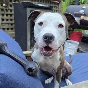 Enlarge Rose, a Adoptable Pit Bull Terrier in Bellingham, WA image 5/6
