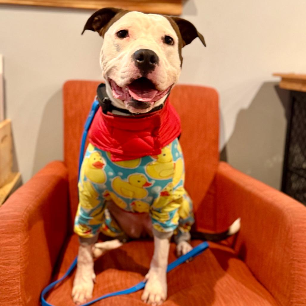 Enlarge Rose, a Adoptable Pit Bull Terrier in Bellingham, WA image 6/6