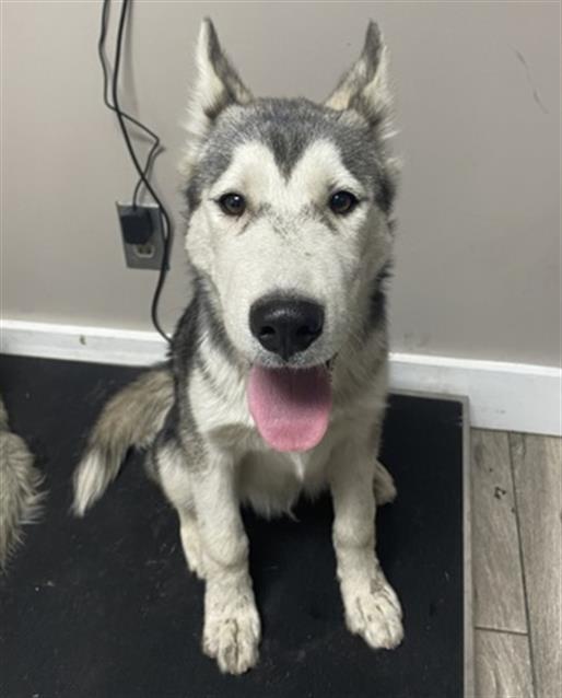 PATAGONIA- PENDING ADOPTION, Adoptable, Young Male Husky.