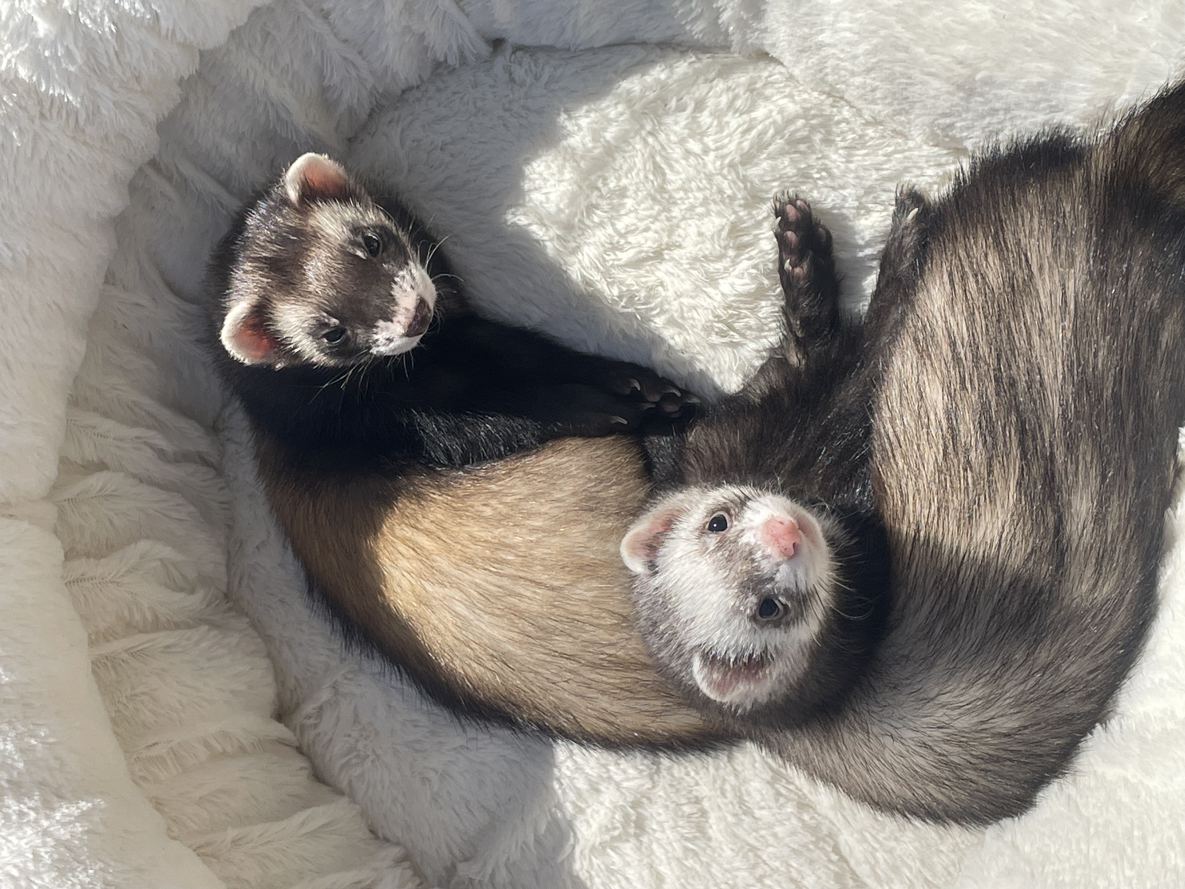 Enlarge Ferret Trio!, a Adopted Ferret in Nashville, TN image 5/6