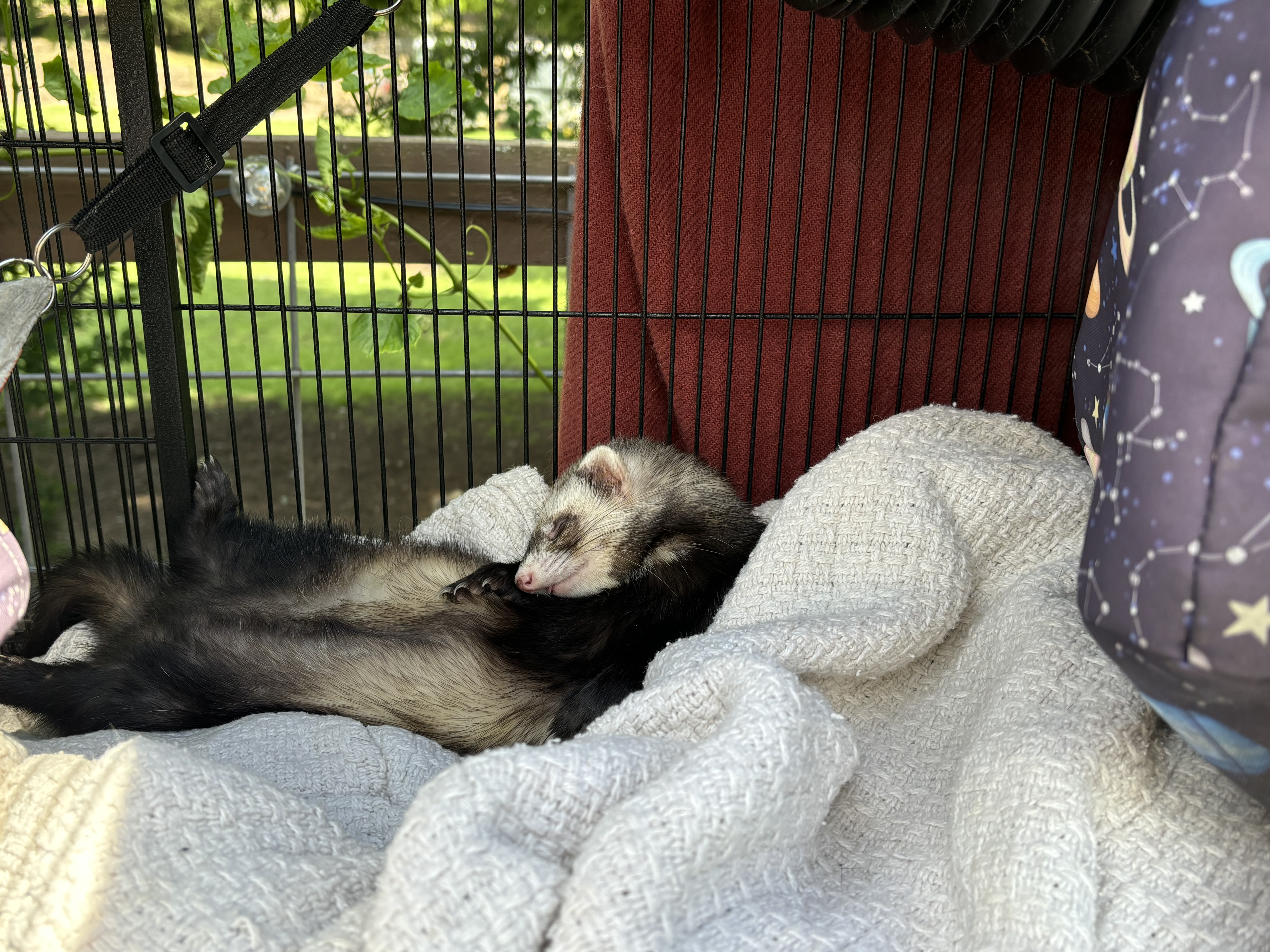 Enlarge Ferret Trio!, a Adopted Ferret in Nashville, TN image 2/6