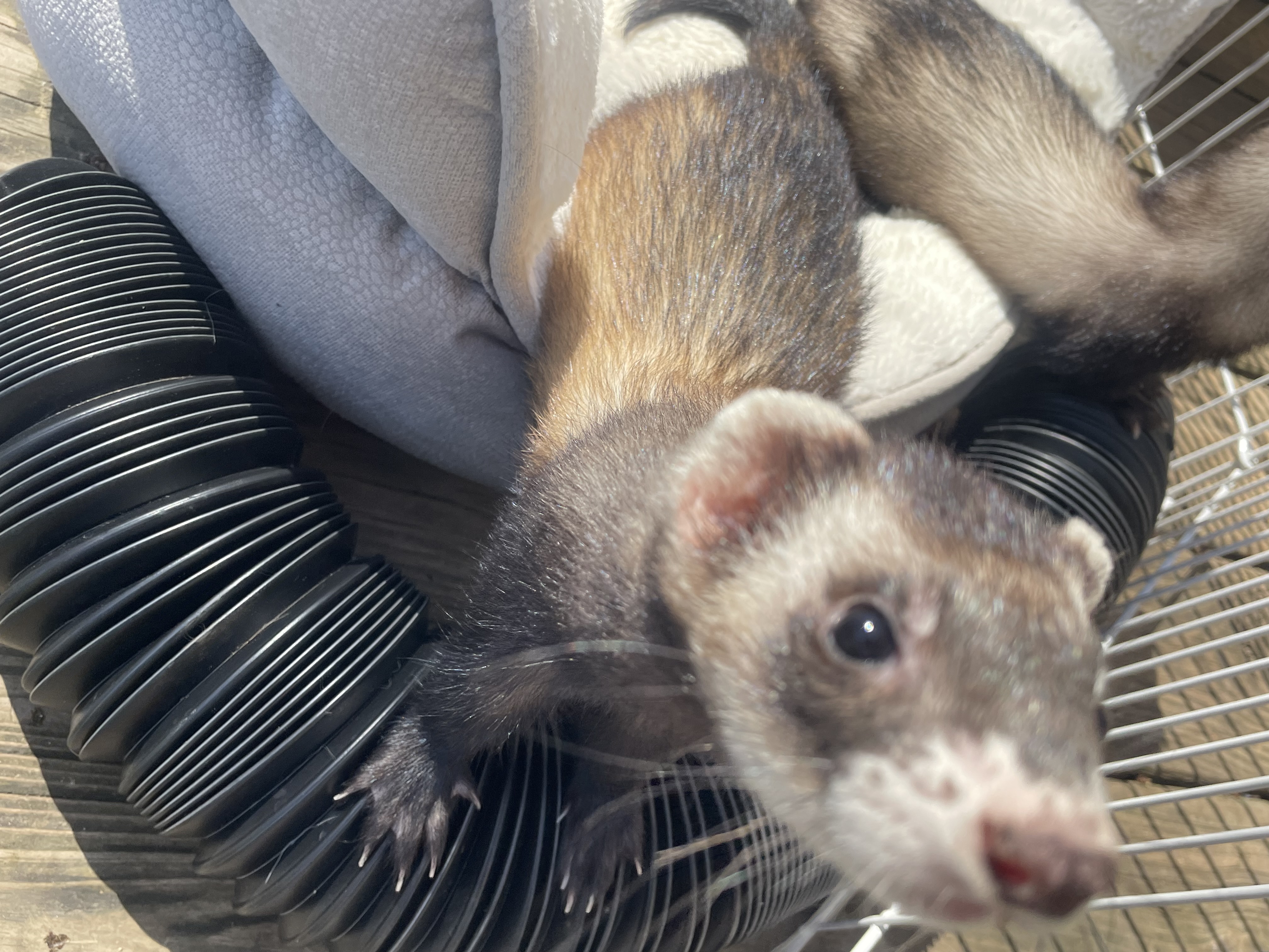 Enlarge Ferret Trio!, a Adopted Ferret in Nashville, TN image 4/6