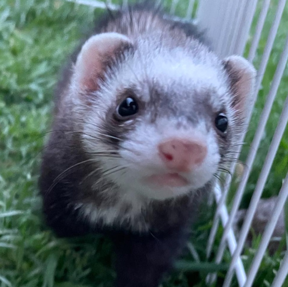 Enlarge Ferret Trio!, a Adopted Ferret in Nashville, TN image 1/6