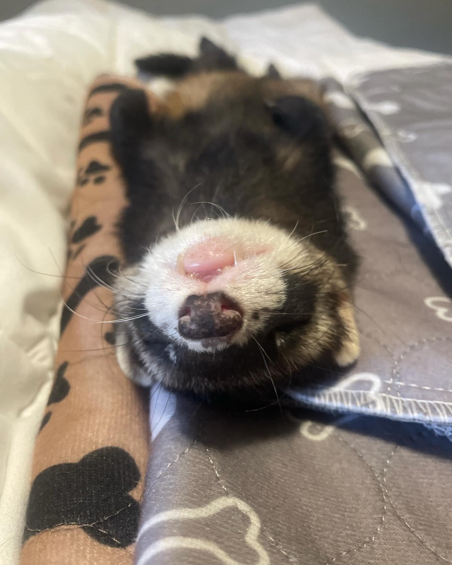 Enlarge Ferret Trio!, a Adopted Ferret in Nashville, TN image 3/6