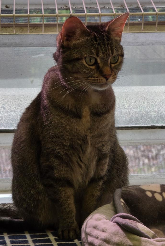 MISSY, Adoptable, Adult Female Domestic Short Hair & Tiger.